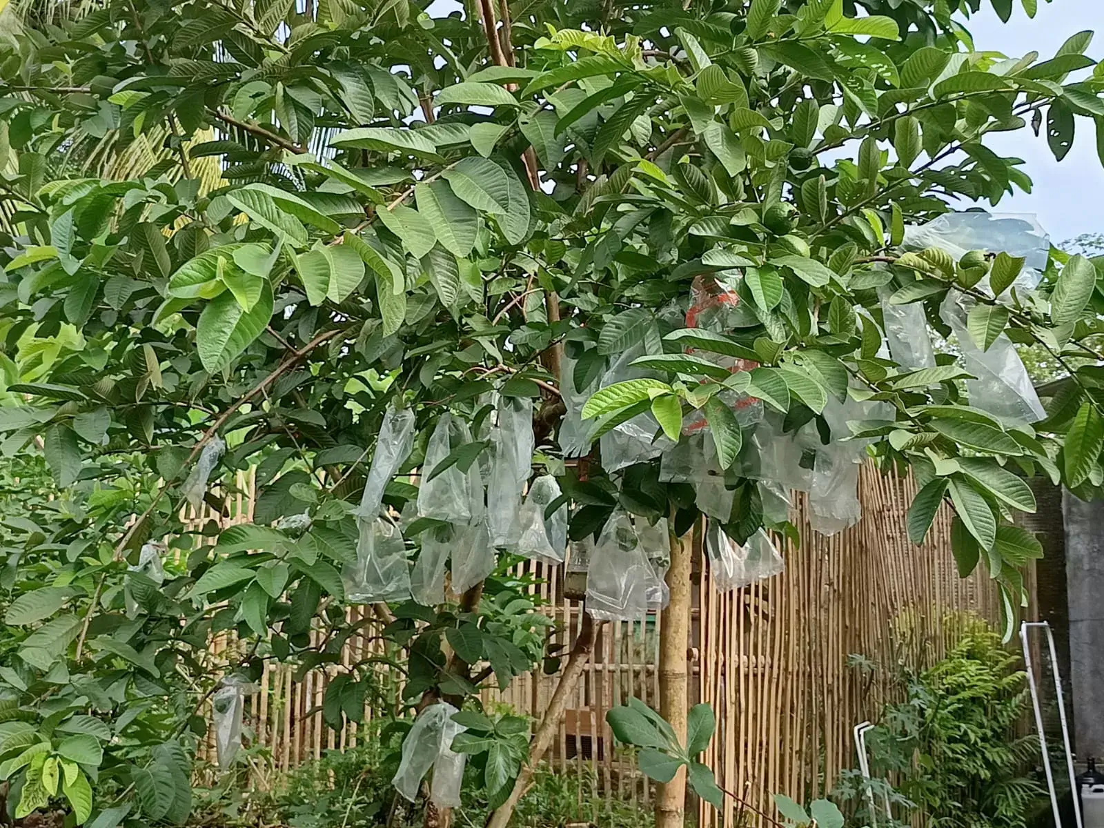 membungkus jambu batu