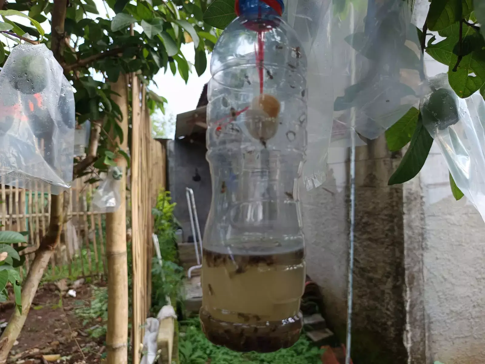 perangkap lalat buah