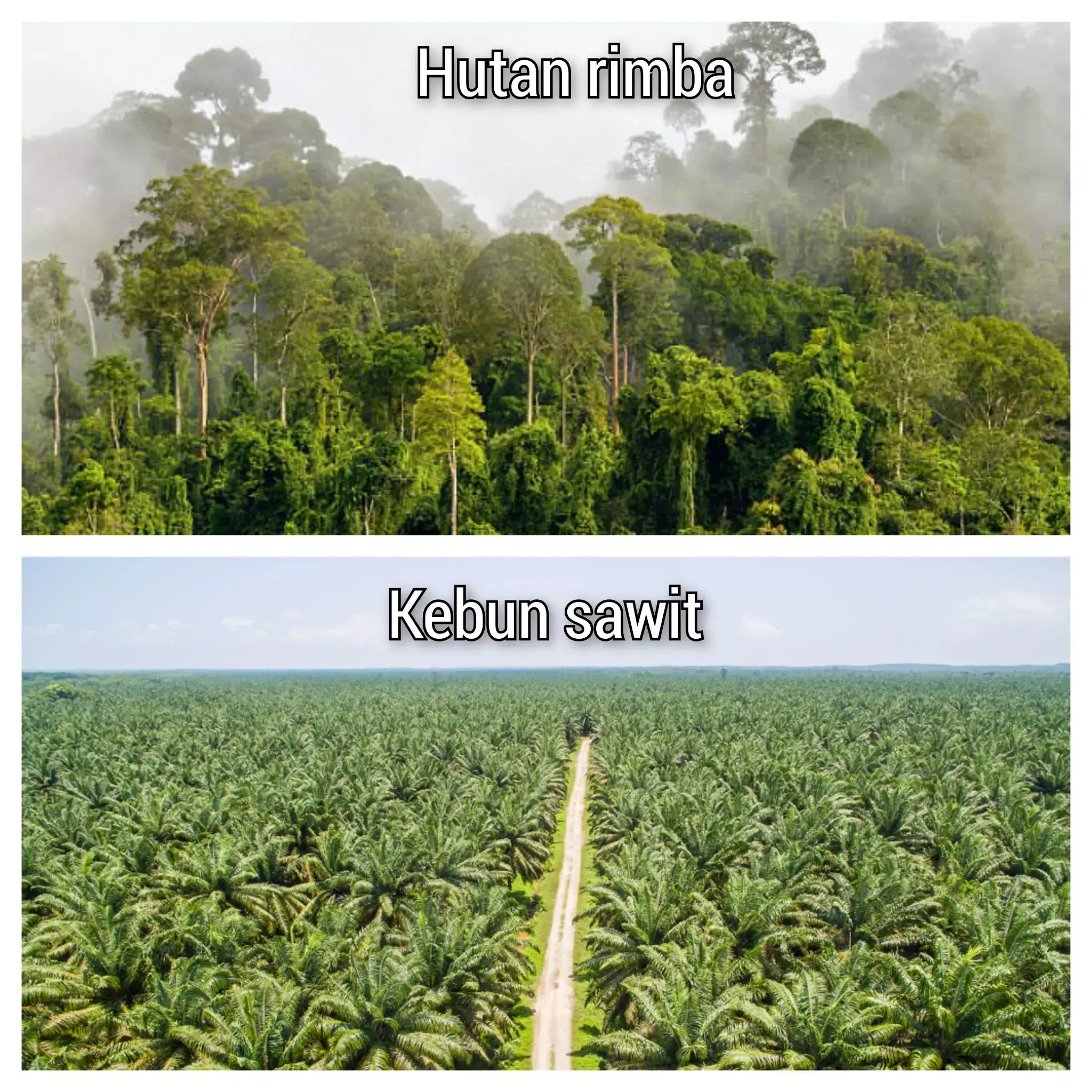 hutan dan kebun sawit